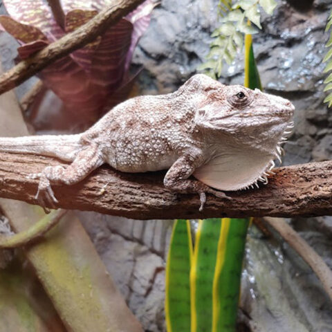 A reptile lounges on a stick.